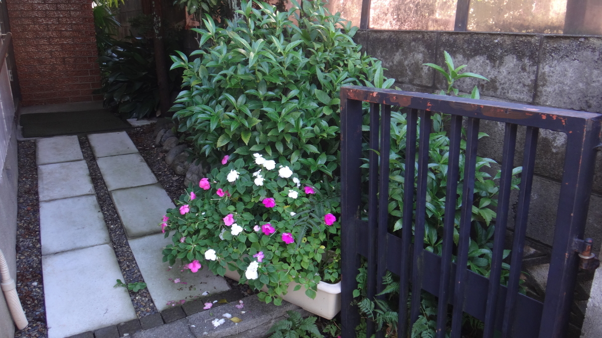 f:id:cafelegume:20191023121305j:plain
