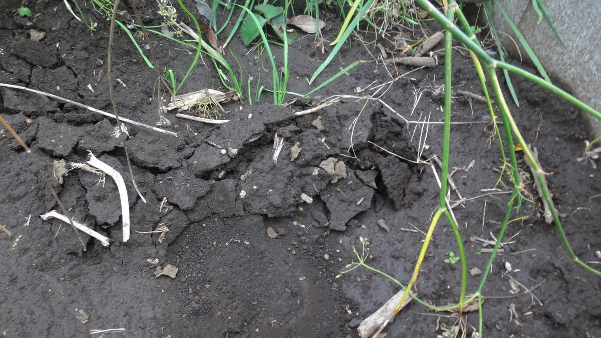 f:id:cafelegume:20191026221848j:plain