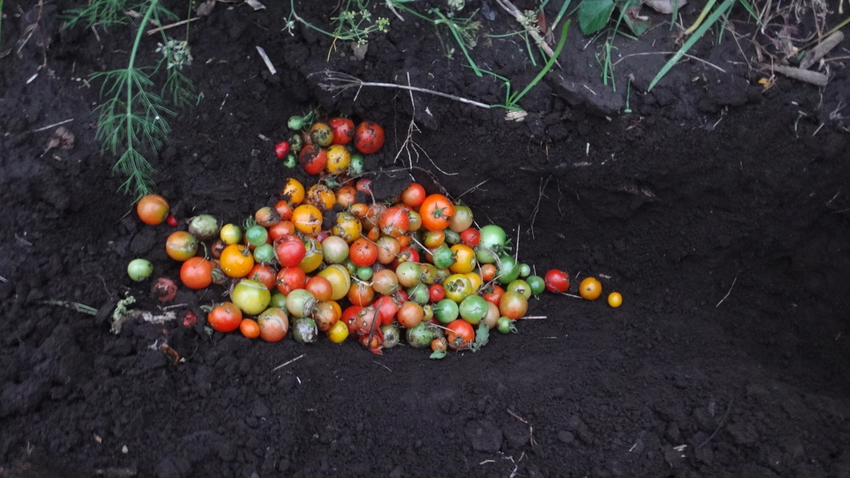 f:id:cafelegume:20191026222150j:plain