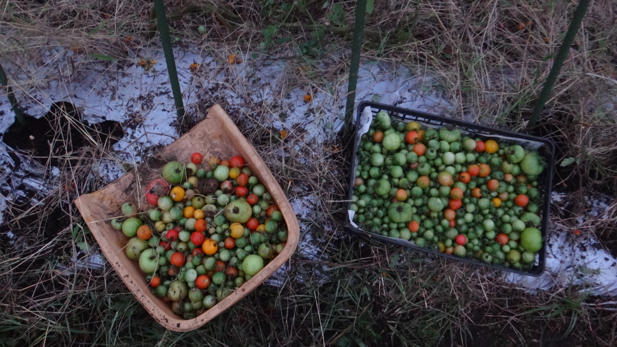 f:id:cafelegume:20191026223015j:plain