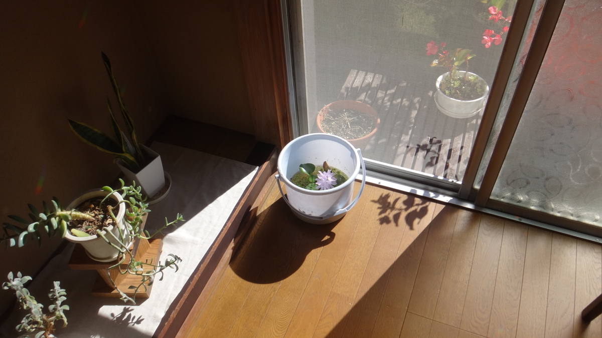 f:id:cafelegume:20191106202107j:plain