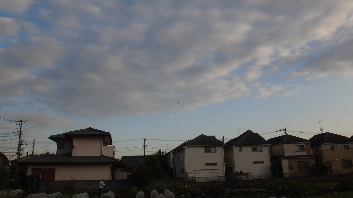 f:id:cafelegume:20191108230259j:plain