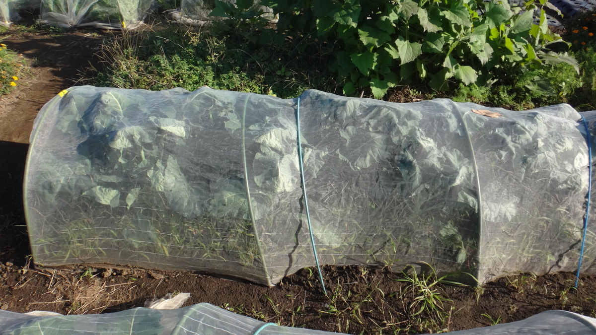 f:id:cafelegume:20191110232041j:plain
