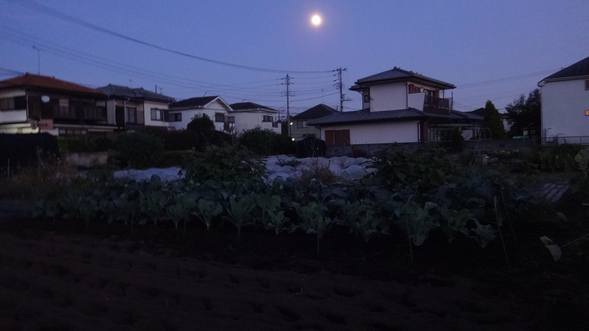 f:id:cafelegume:20191111000843j:plain