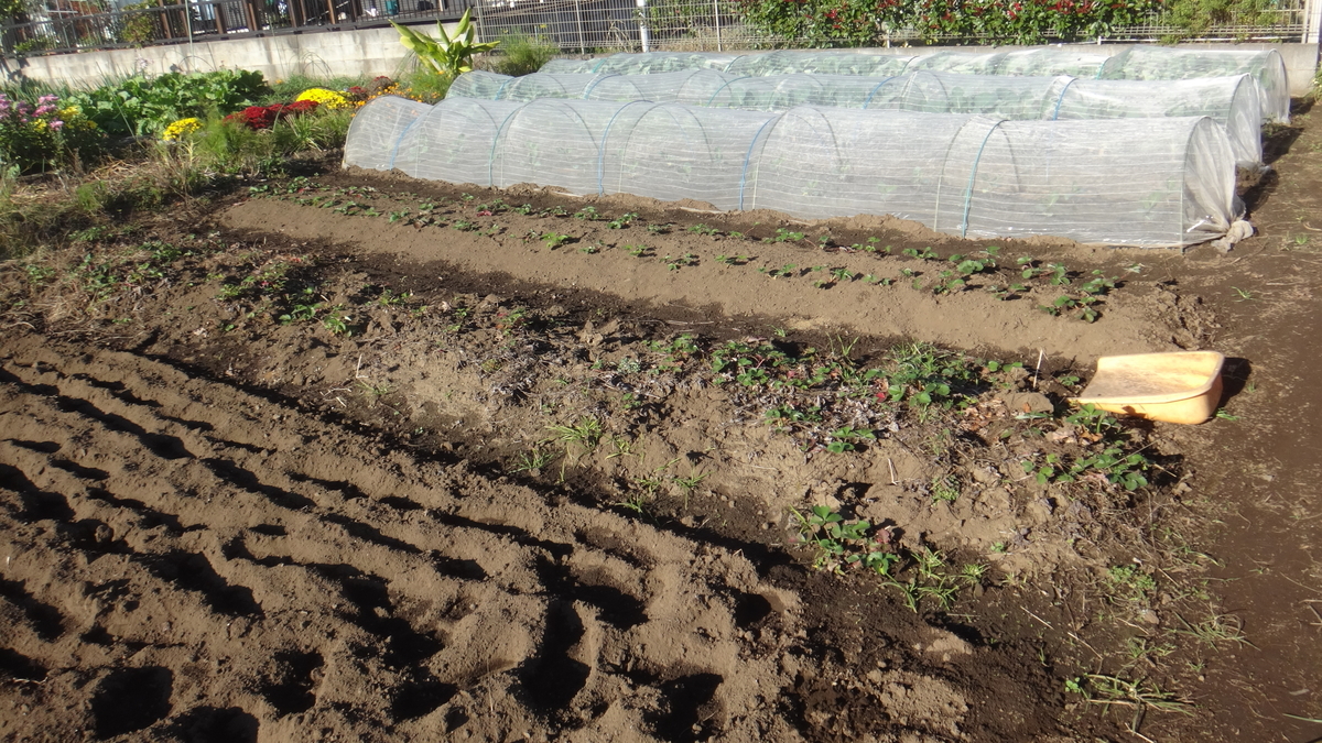 f:id:cafelegume:20191115202642j:plain