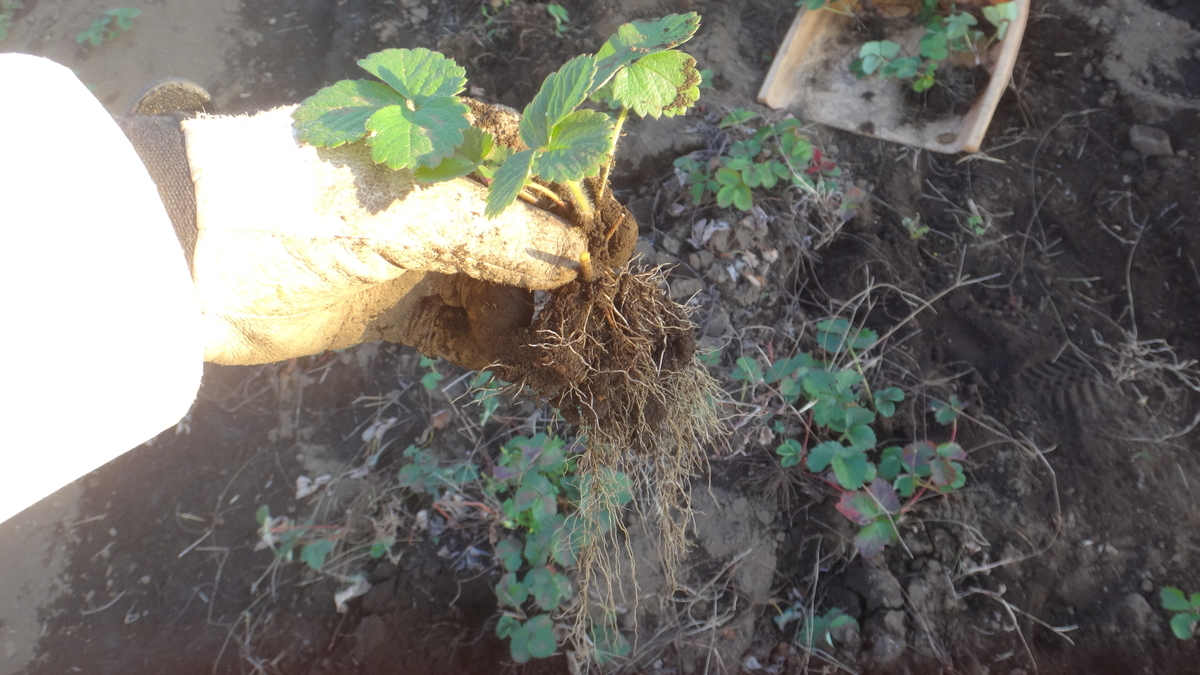 f:id:cafelegume:20191115203021j:plain