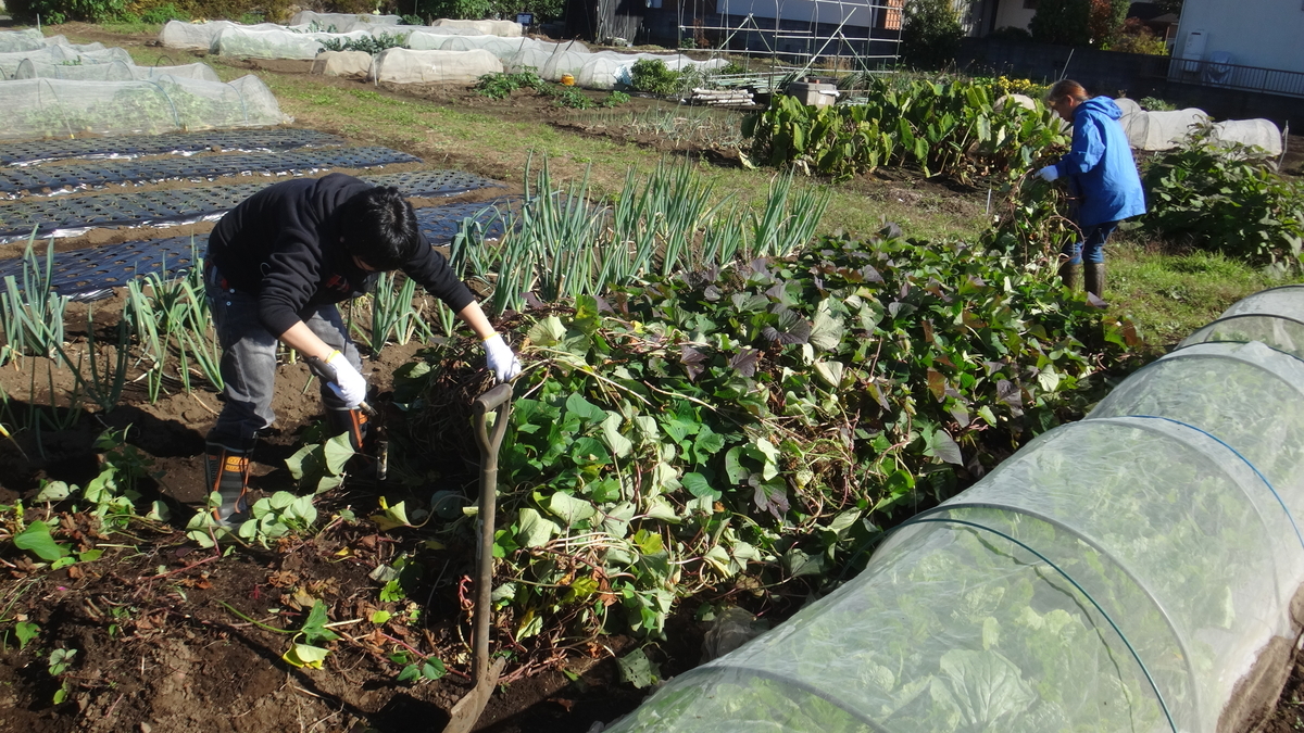 f:id:cafelegume:20191115211936j:plain