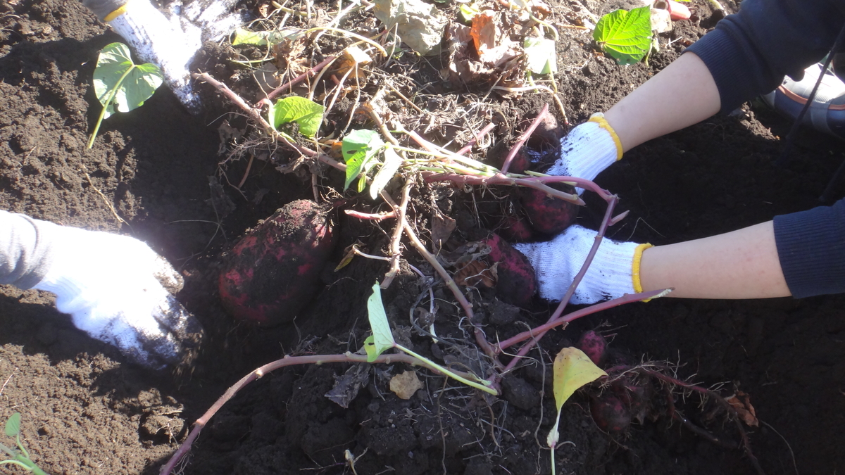 f:id:cafelegume:20191115212415j:plain