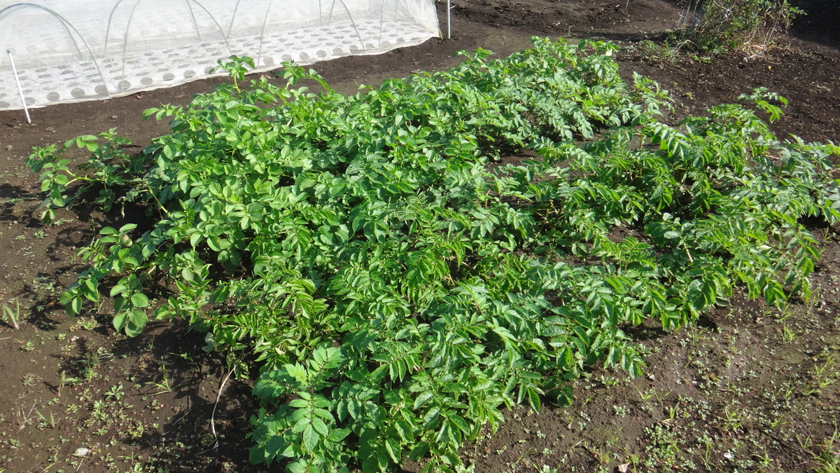 f:id:cafelegume:20191115214556j:plain