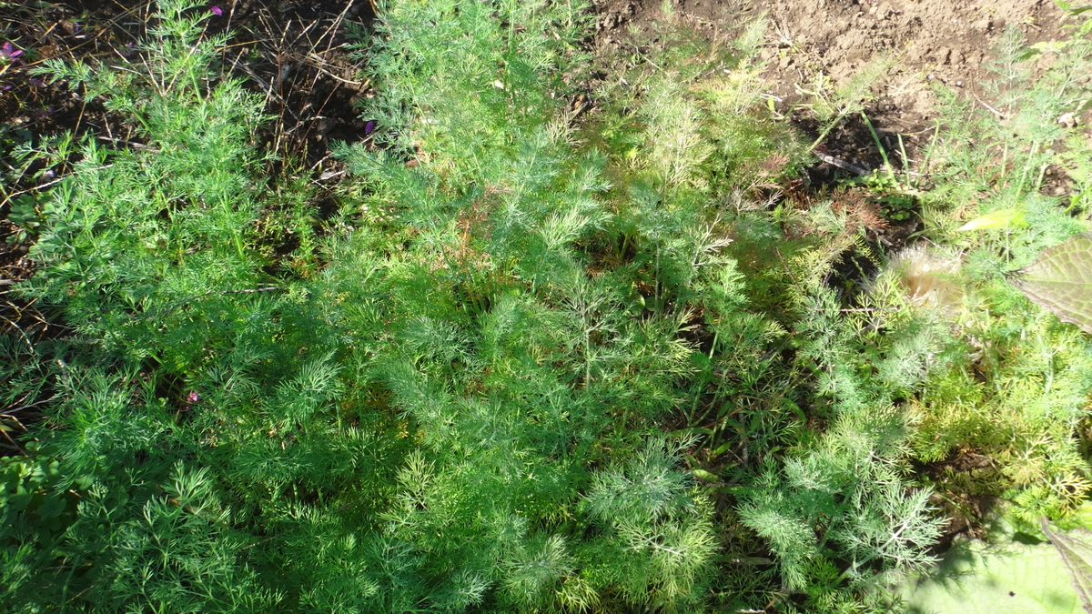 f:id:cafelegume:20191115214728j:plain