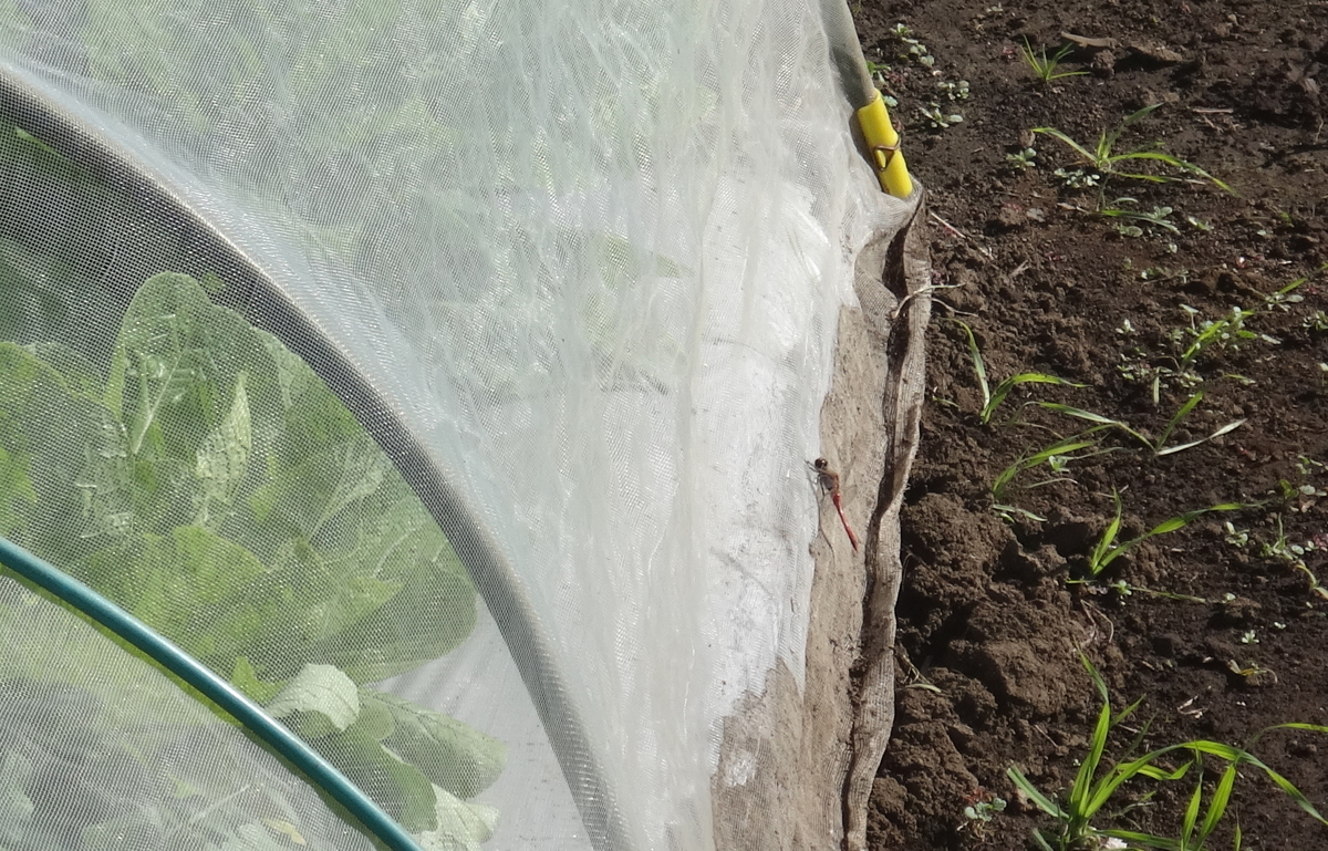 f:id:cafelegume:20191115215843j:plain