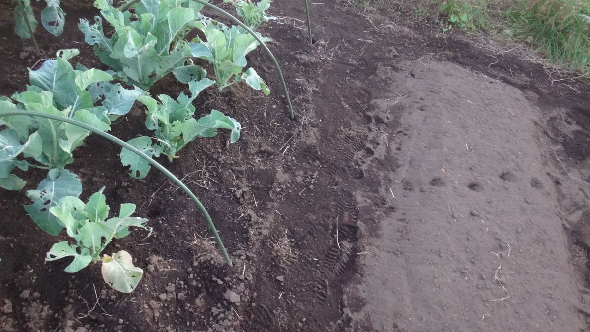 f:id:cafelegume:20191116220216j:plain