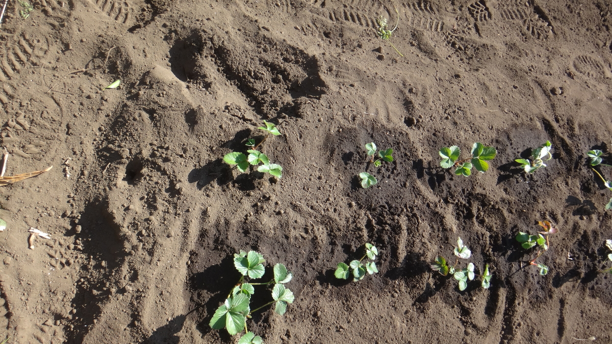 f:id:cafelegume:20191116233618j:plain