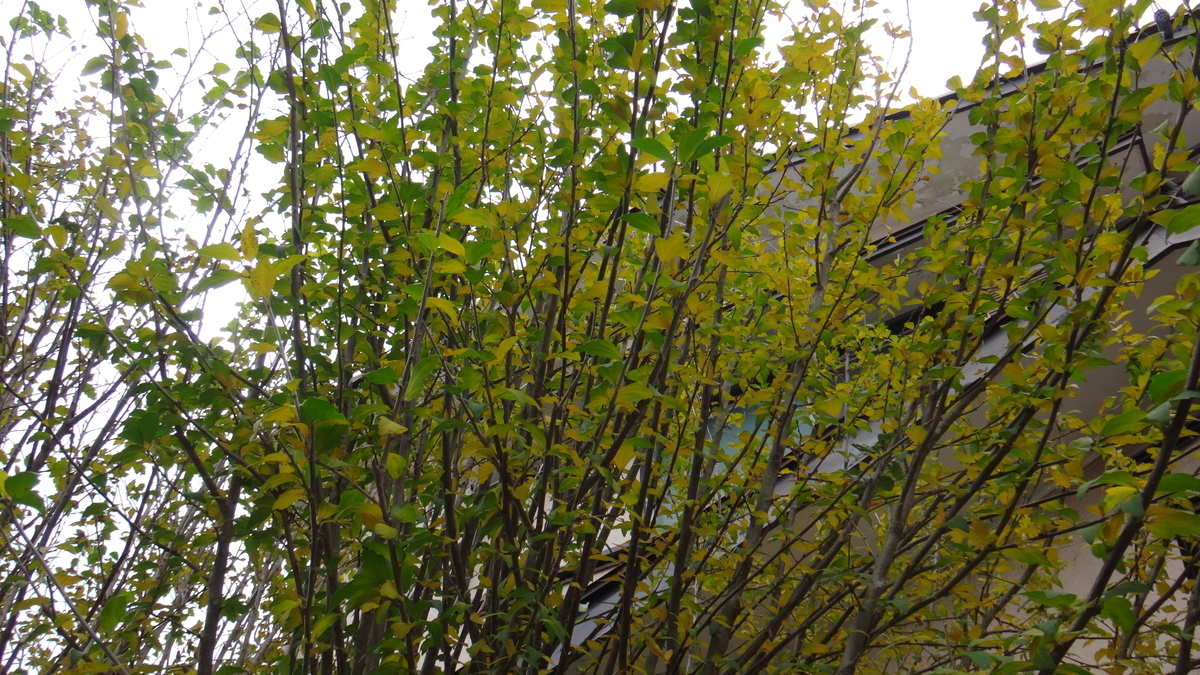 f:id:cafelegume:20191120194628j:plain