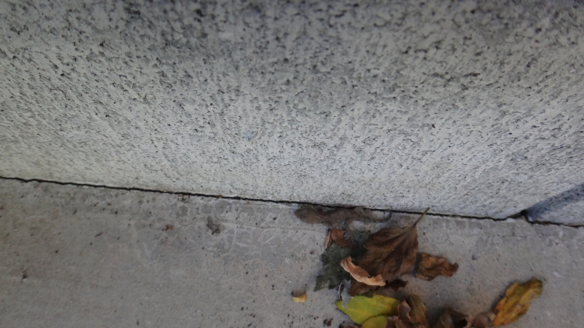 f:id:cafelegume:20191120201520j:plain