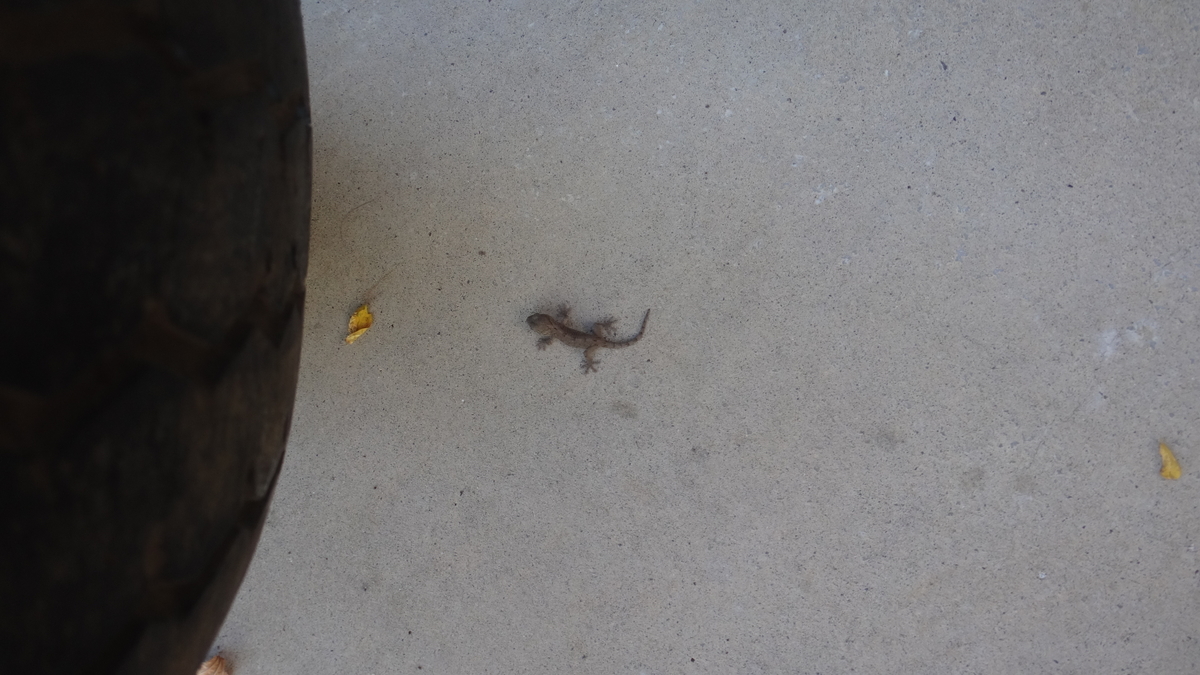 f:id:cafelegume:20191120202113j:plain