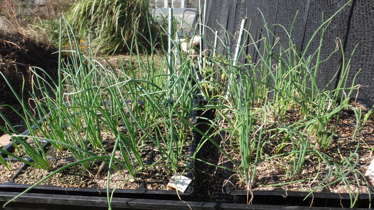 f:id:cafelegume:20191130194720j:plain