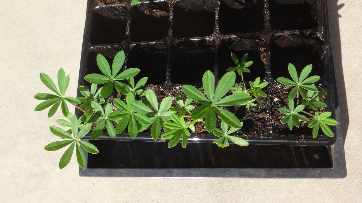 f:id:cafelegume:20191204213218j:plain