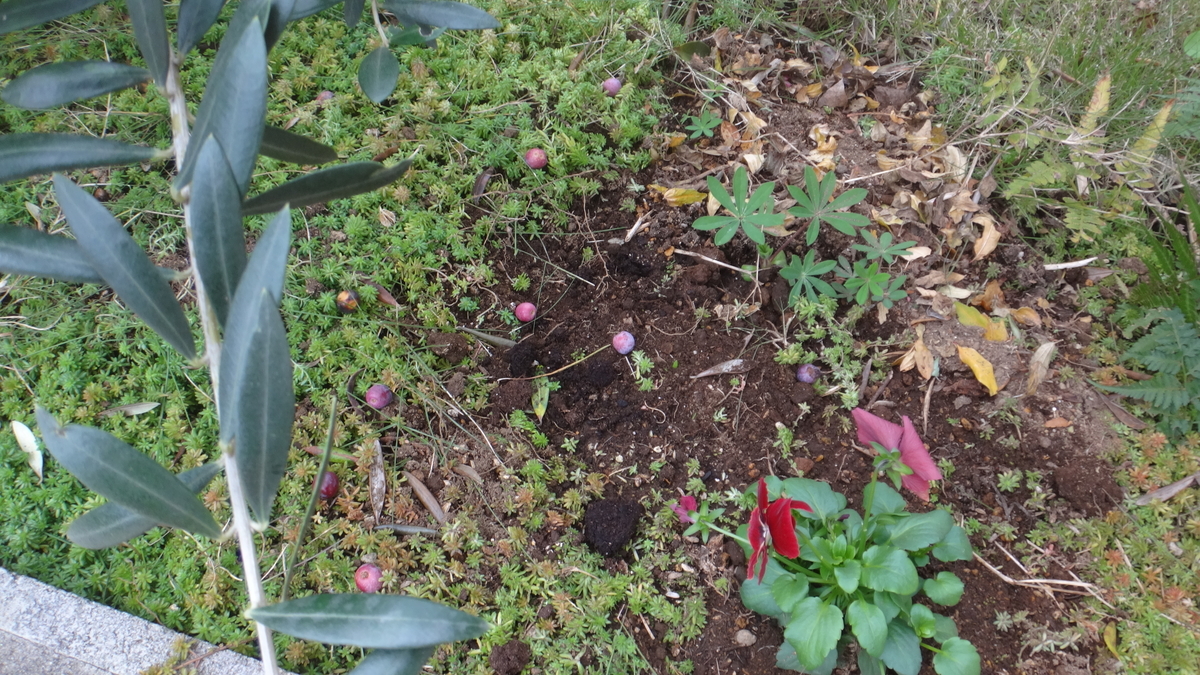 f:id:cafelegume:20191204213321j:plain