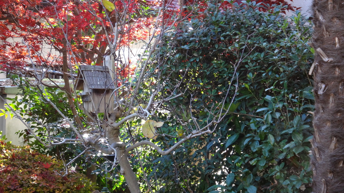 f:id:cafelegume:20191204214218j:plain