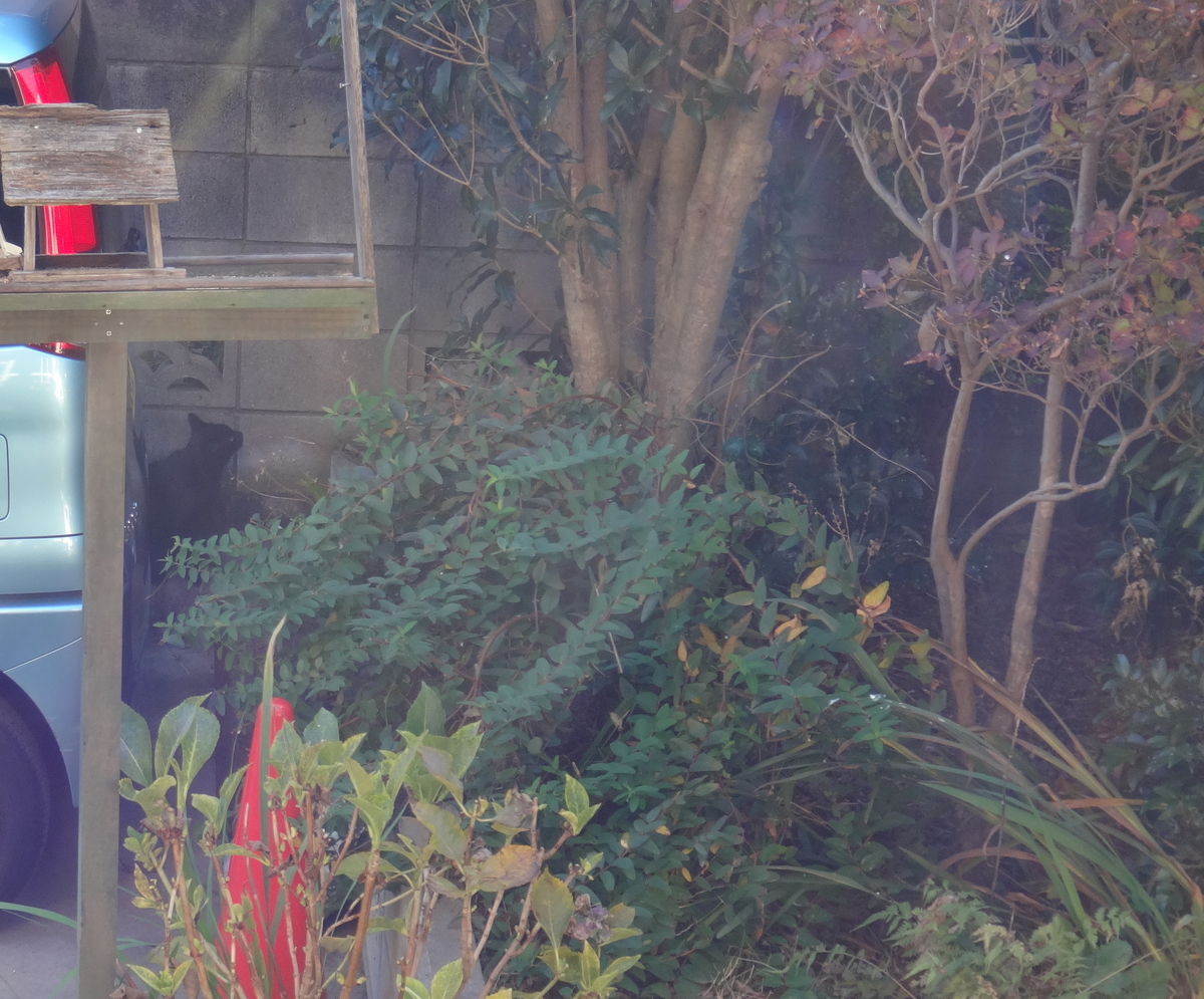 f:id:cafelegume:20191204215125j:plain