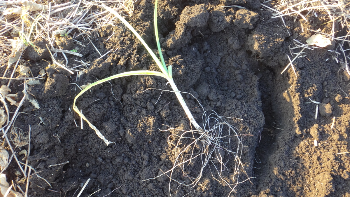 f:id:cafelegume:20191204221133j:plain