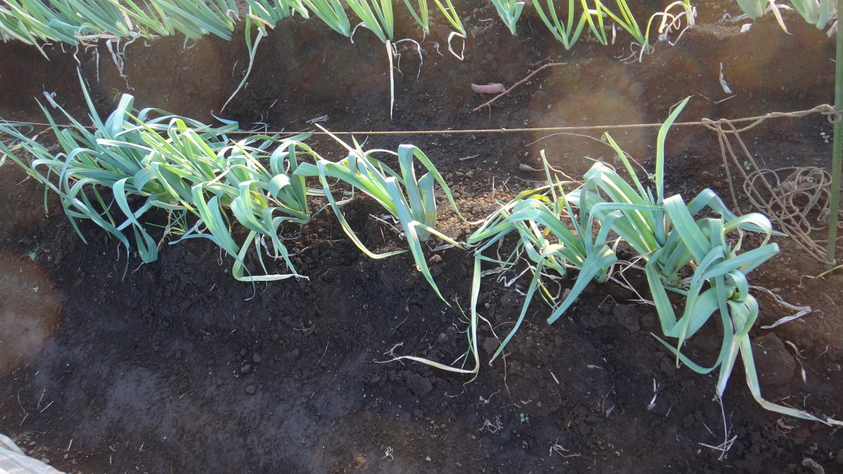 f:id:cafelegume:20191204221309j:plain