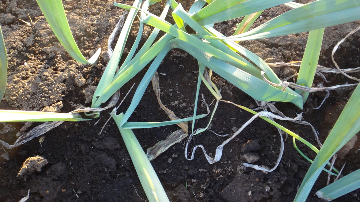 f:id:cafelegume:20191204221503j:plain