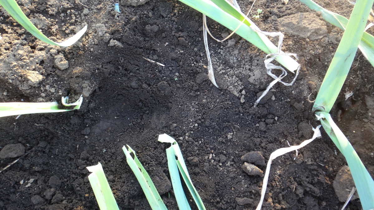 f:id:cafelegume:20191204221737j:plain