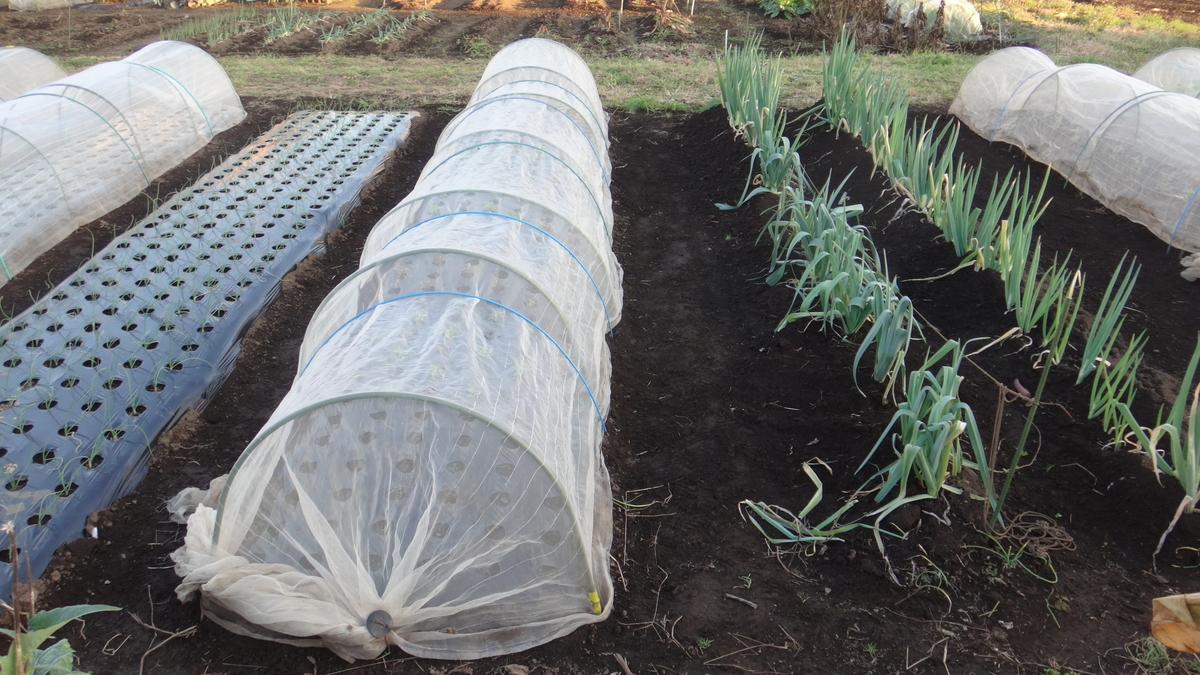 f:id:cafelegume:20191204222616j:plain