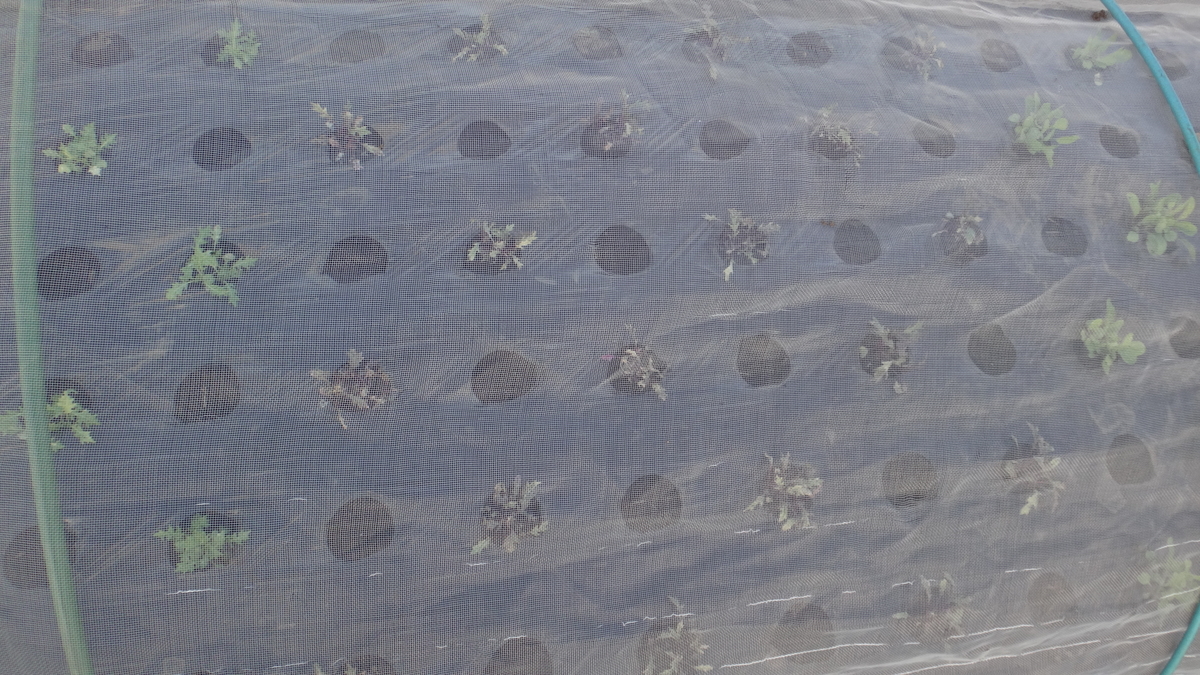 f:id:cafelegume:20191204222858j:plain