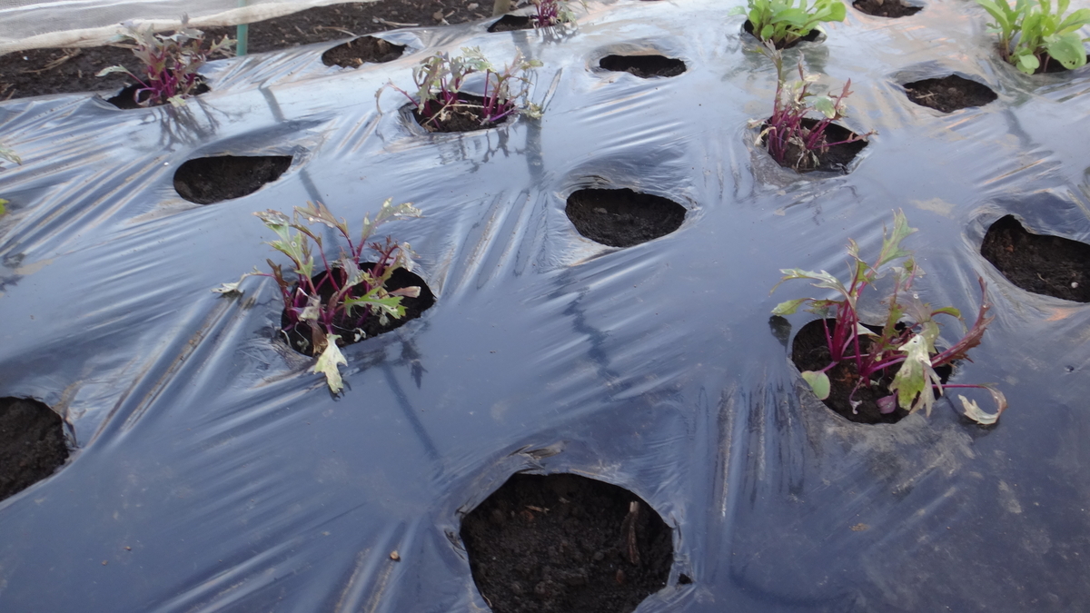 f:id:cafelegume:20191204222957j:plain