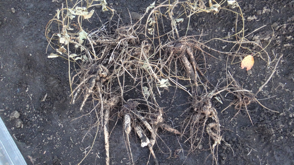 f:id:cafelegume:20191204223552j:plain