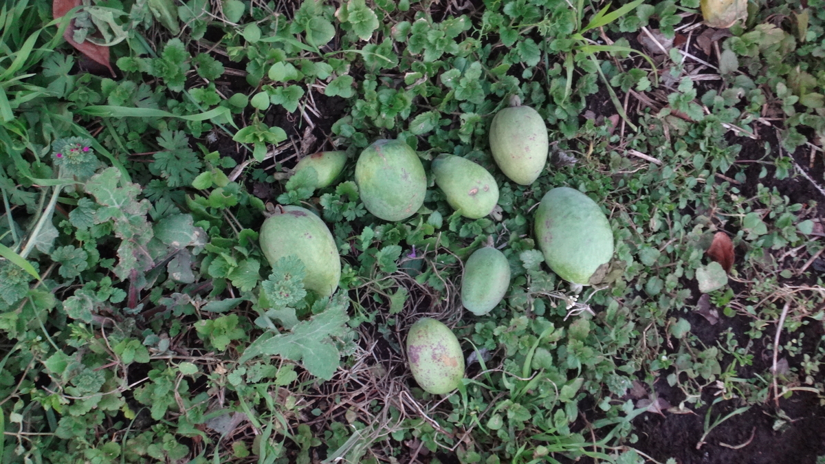 f:id:cafelegume:20191204224746j:plain