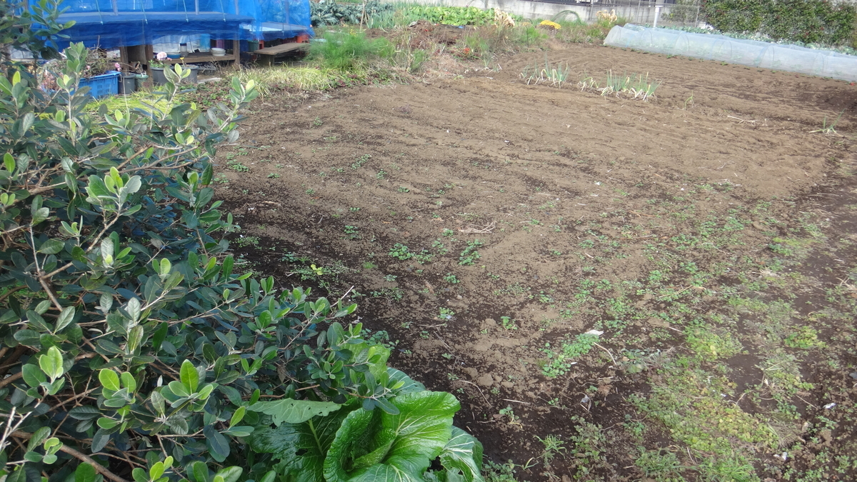 f:id:cafelegume:20191206214947j:plain