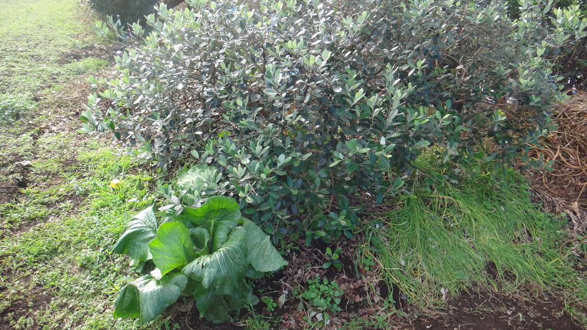 f:id:cafelegume:20191206222421j:plain