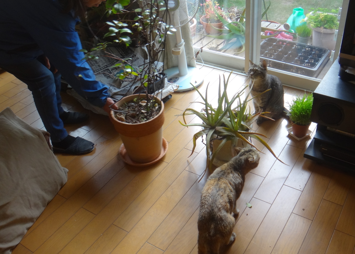 f:id:cafelegume:20191206225330j:plain
