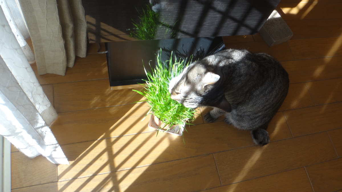 f:id:cafelegume:20191207203427j:plain