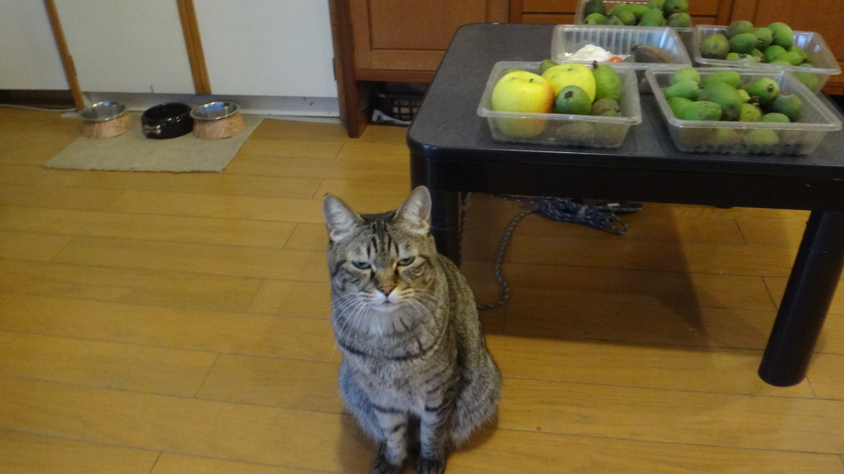 f:id:cafelegume:20191207205640j:plain