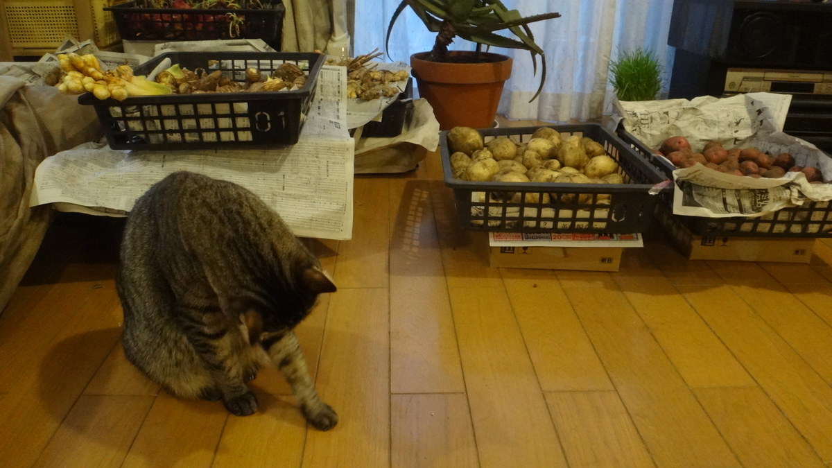 f:id:cafelegume:20191207210113j:plain