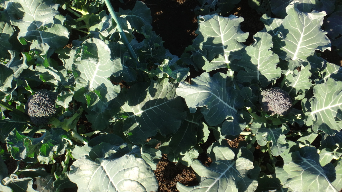 f:id:cafelegume:20191208215214j:plain