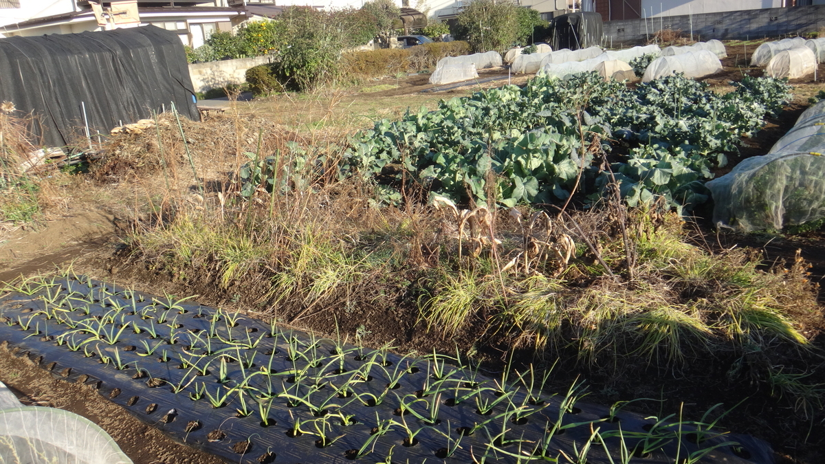 f:id:cafelegume:20191208215603j:plain