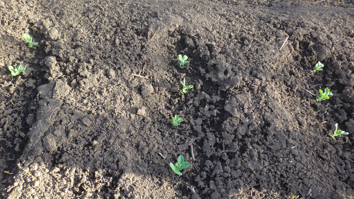 f:id:cafelegume:20191208215939j:plain