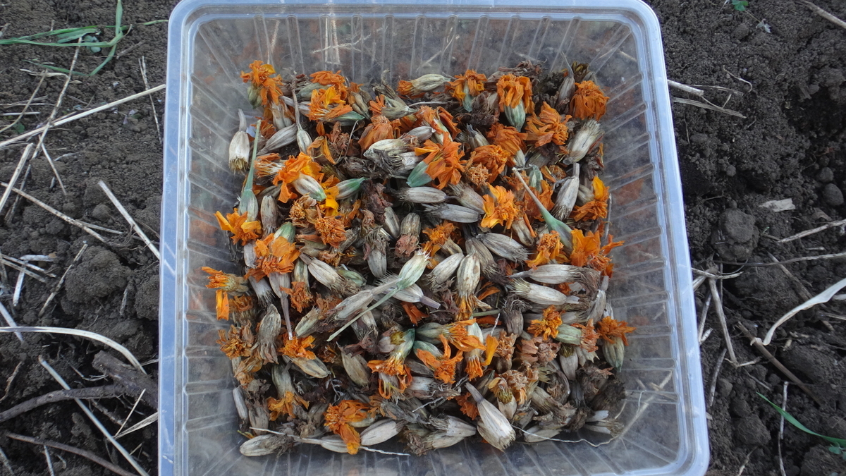 f:id:cafelegume:20191208220430j:plain