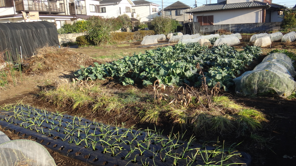 f:id:cafelegume:20191208220650j:plain