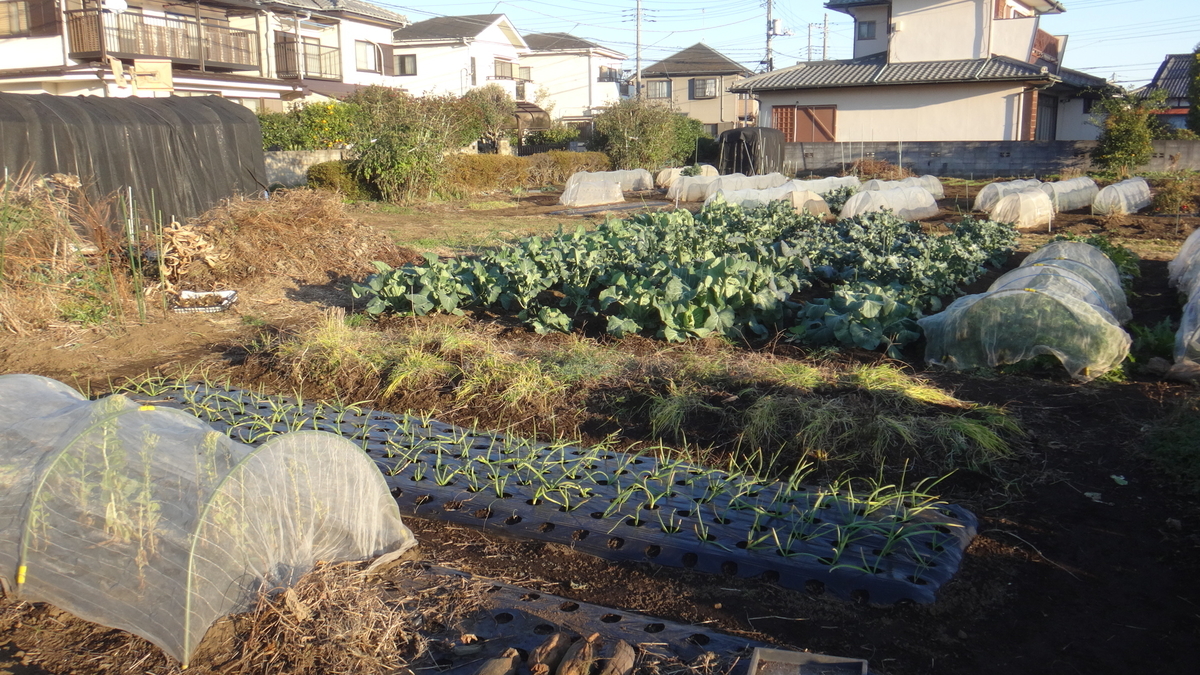 f:id:cafelegume:20191208220758j:plain