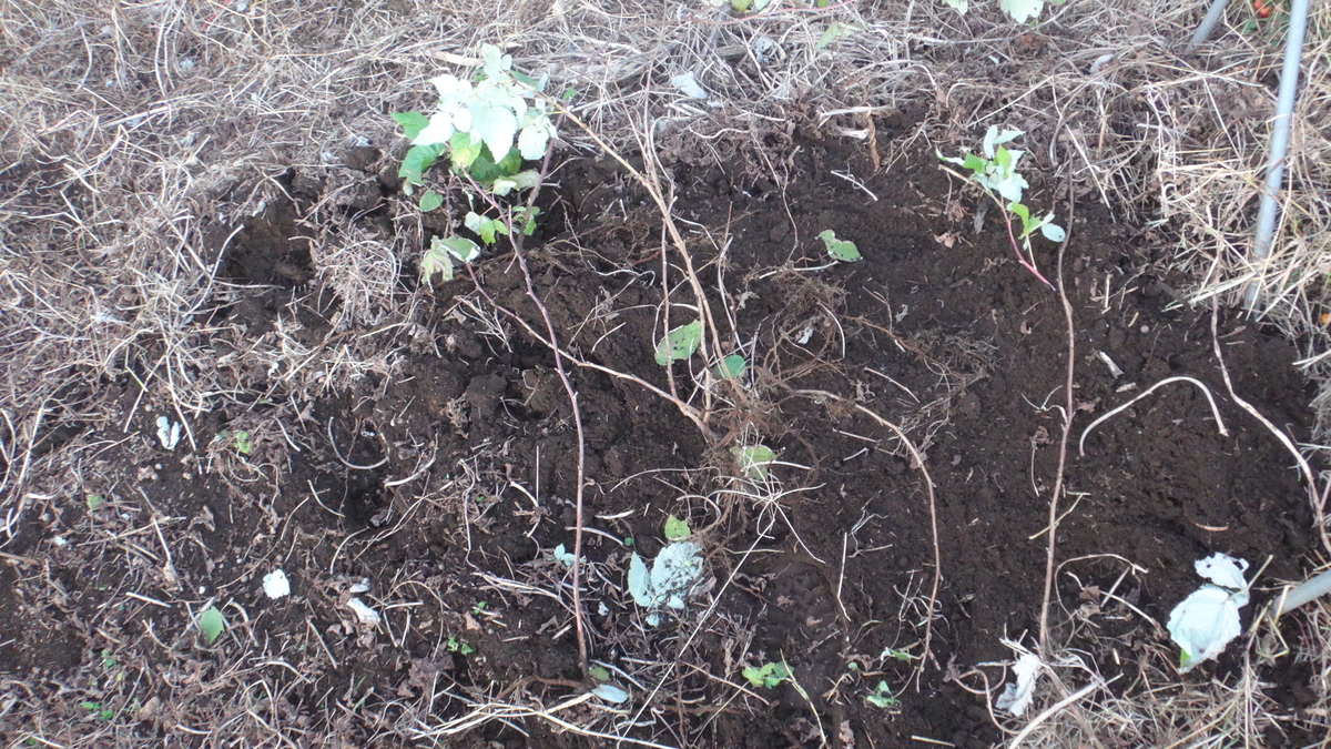 f:id:cafelegume:20191208223933j:plain