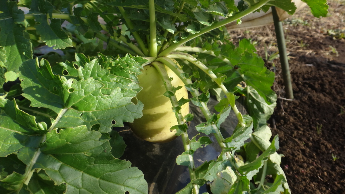 f:id:cafelegume:20191208224729j:plain