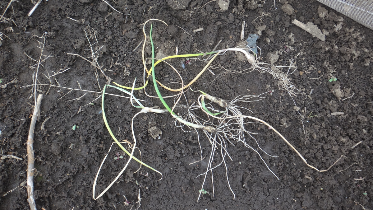 f:id:cafelegume:20191209215604j:plain