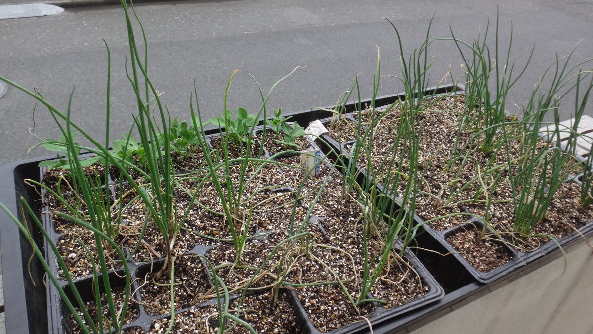 f:id:cafelegume:20191209215745j:plain